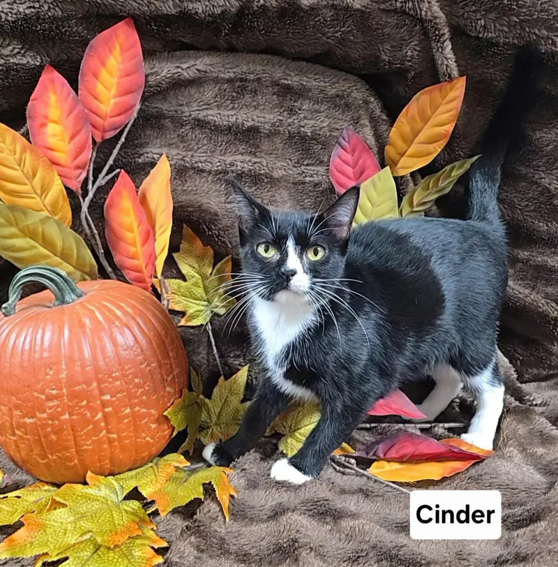 A young medium-sized female Black & White / Tuxedo Domestic Short Hair cat named Cinder for adoption in Mount Carmel, IL