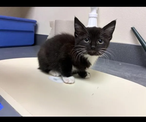 A baby small-sized female Domestic Short Hair cat named Cadence for adoption in Kennewick, WA