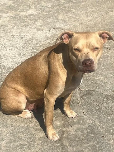 A young large-sized female Pit Bull Terrier dog named Piper for adoption in Willingboro, NJ