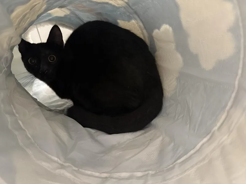 A baby medium-sized female Black Domestic Short Hair cat named Coal for adoption in Kinston, NC