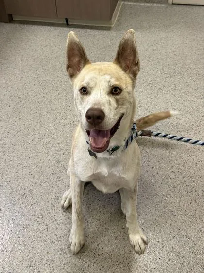 An adult large-sized male Siberian Husky dog named Sosa for adoption in Fishers, IN