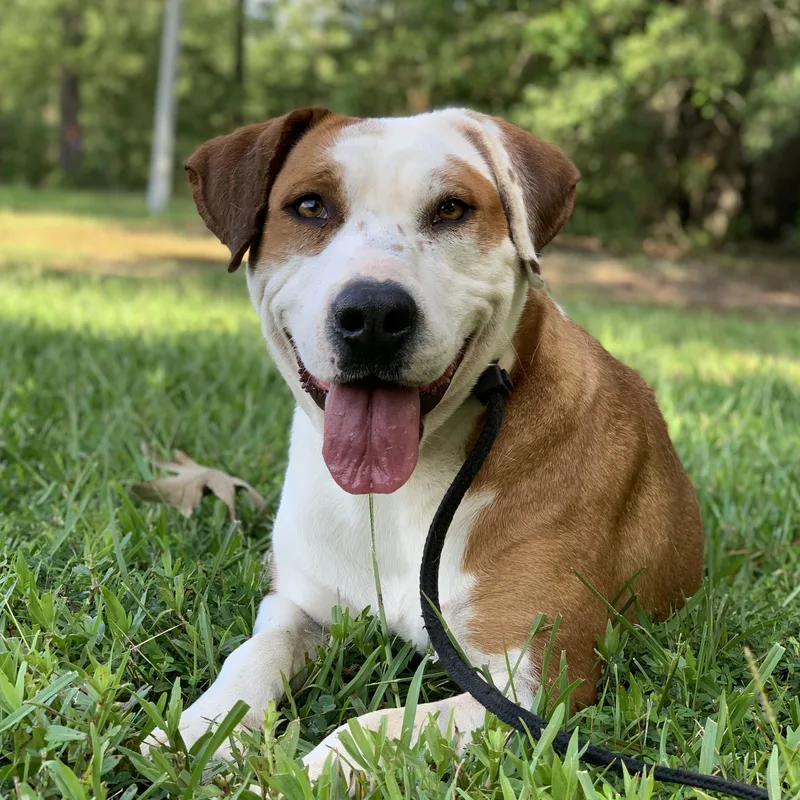 A young medium-sized female Apricot / Beige Terrier dog named Fifi for adoption in POLKTON, NC