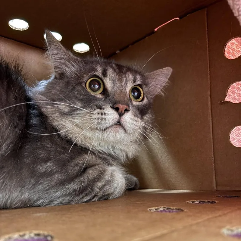 An adult large-sized male Gray / Blue / Silver Domestic Long Hair cat named Finn for adoption in Murray, UT