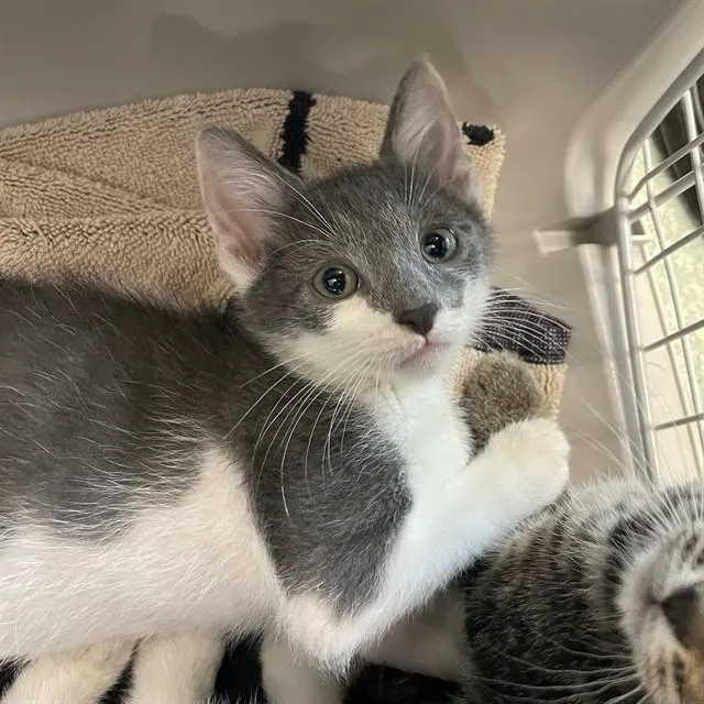 A baby small-sized female Domestic Short Hair cat named Argentina for adoption in Tallahassee, FL