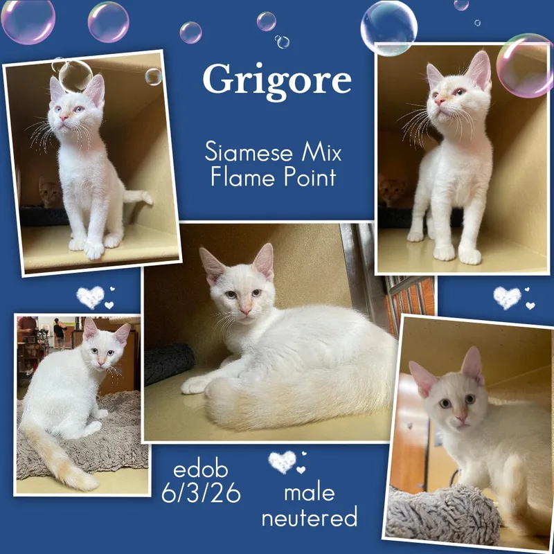 Grigore ORT thumbnail 5