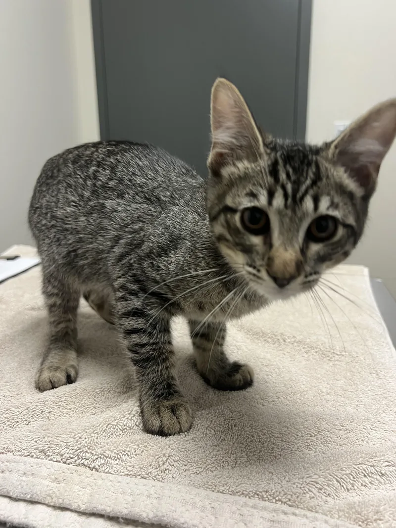 A baby small-sized female Domestic Short Hair cat named Wednesday for adoption in Chico, CA