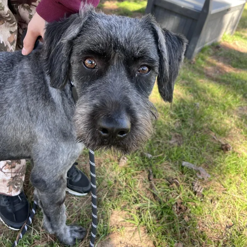 Zues Lightning thumbnail 2