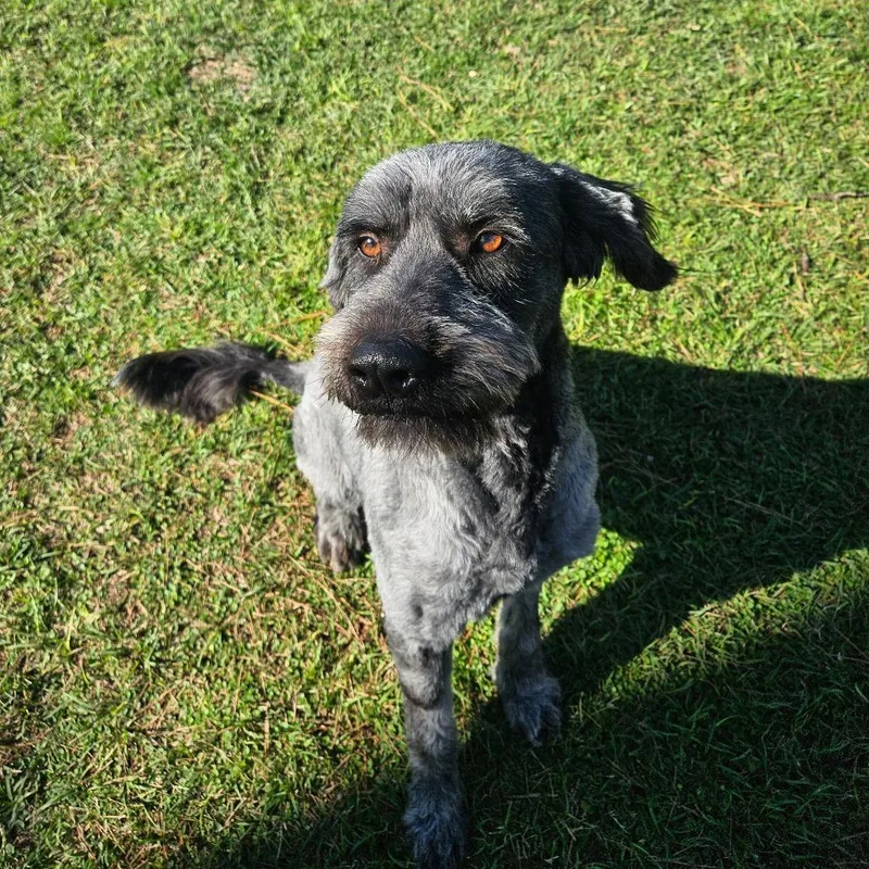 Zues Lightning thumbnail 3