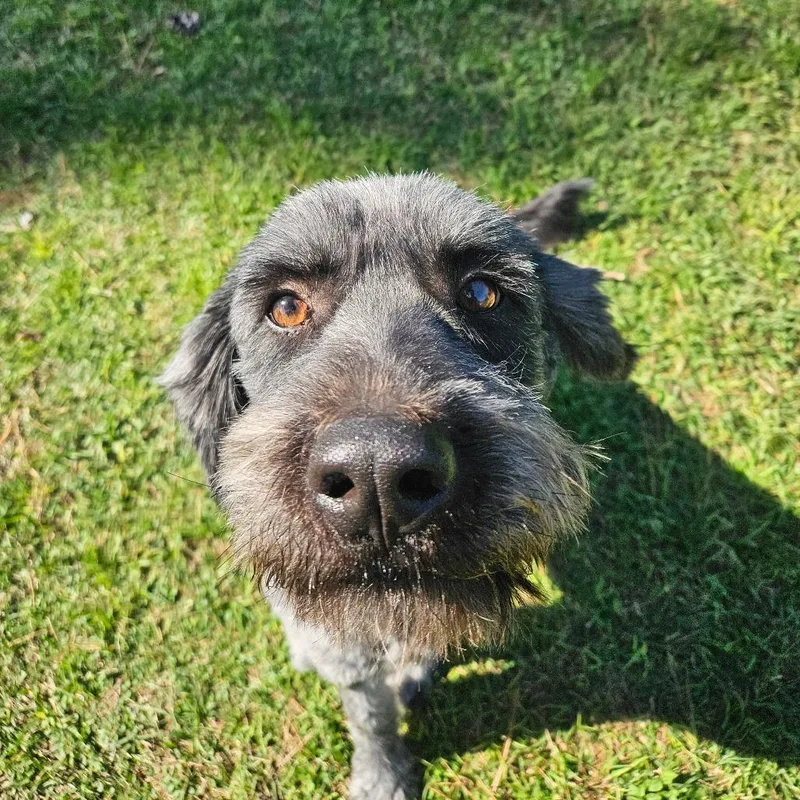 Zues Lightning thumbnail 4