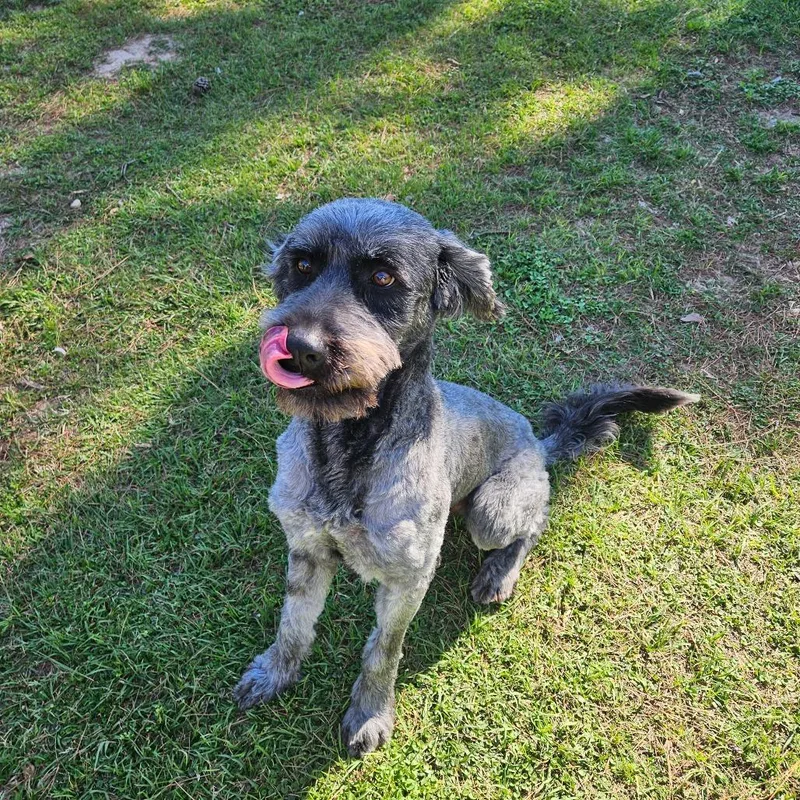 Zues Lightning thumbnail 5