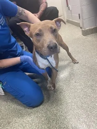 A young medium-sized male Pit Bull Terrier dog named Curry for adoption in Washington, DC