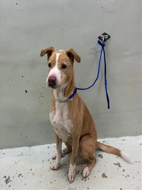 A senior large-sized male Labrador Retriever dog named Sammy for adoption in Houston, TX