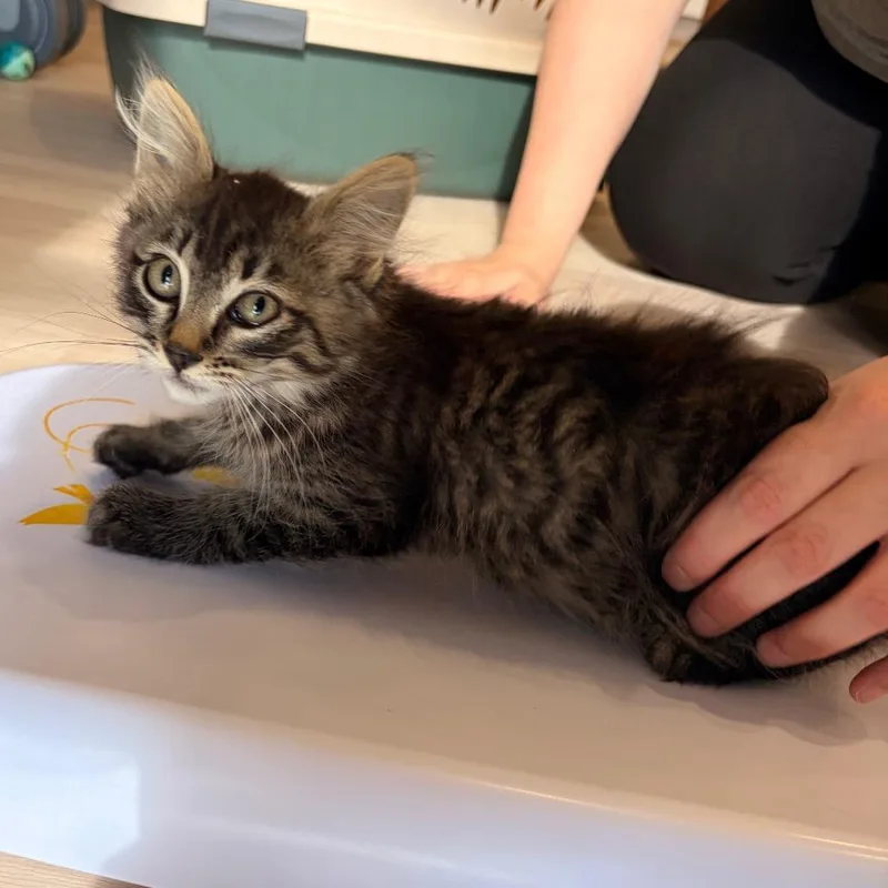 A baby small-sized male Brown / Chocolate Domestic Short Hair cat named Finn for adoption in Spokane, WA