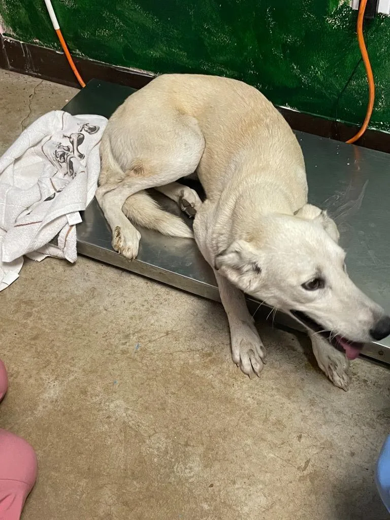 Linguini thumbnail 2