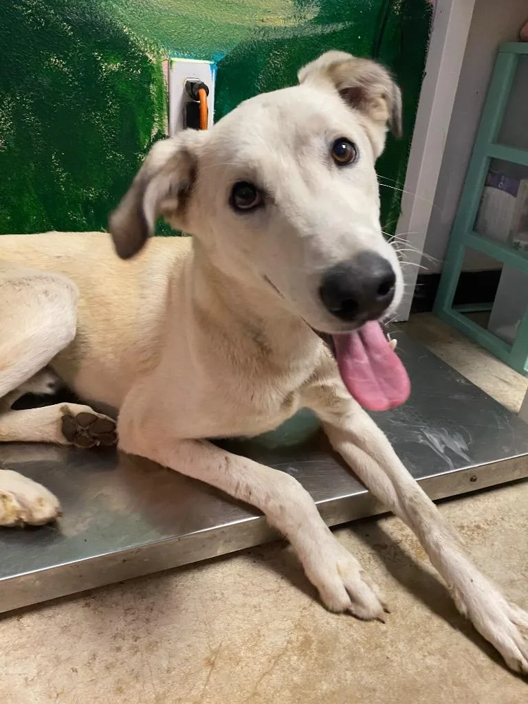 Linguini thumbnail 3