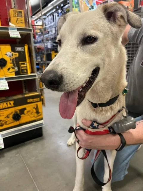 Linguini thumbnail 4