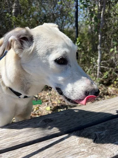 Linguini thumbnail 5