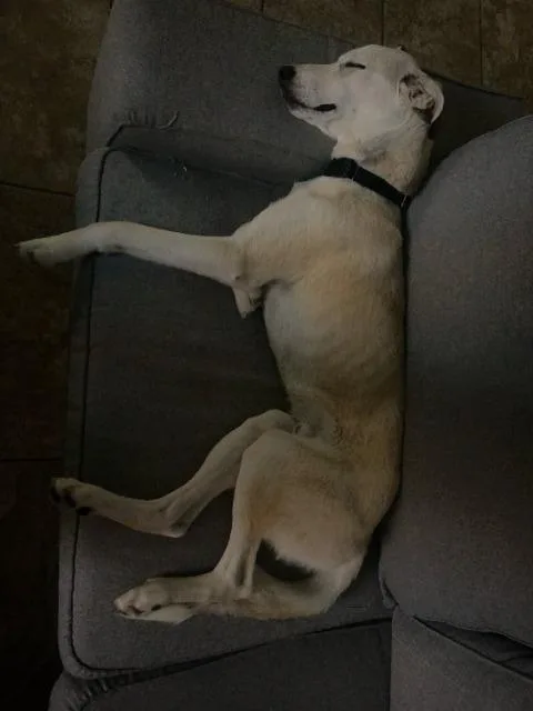 Linguini thumbnail 6