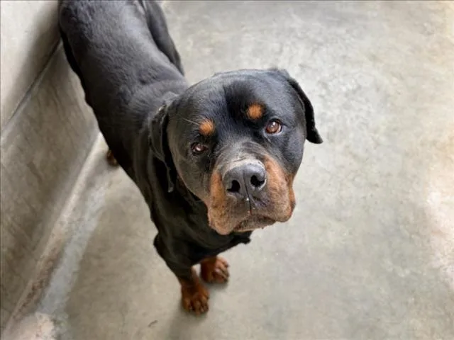 A young large-sized male Rottweiler dog named Thor for adoption in San Pedro, CA