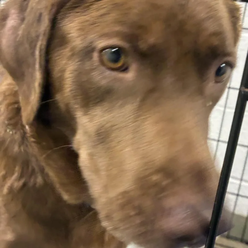 An adult large-sized female Brown / Chocolate Chocolate Labrador Retriever dog named 72072 for adoption in Harrisonburg, VA