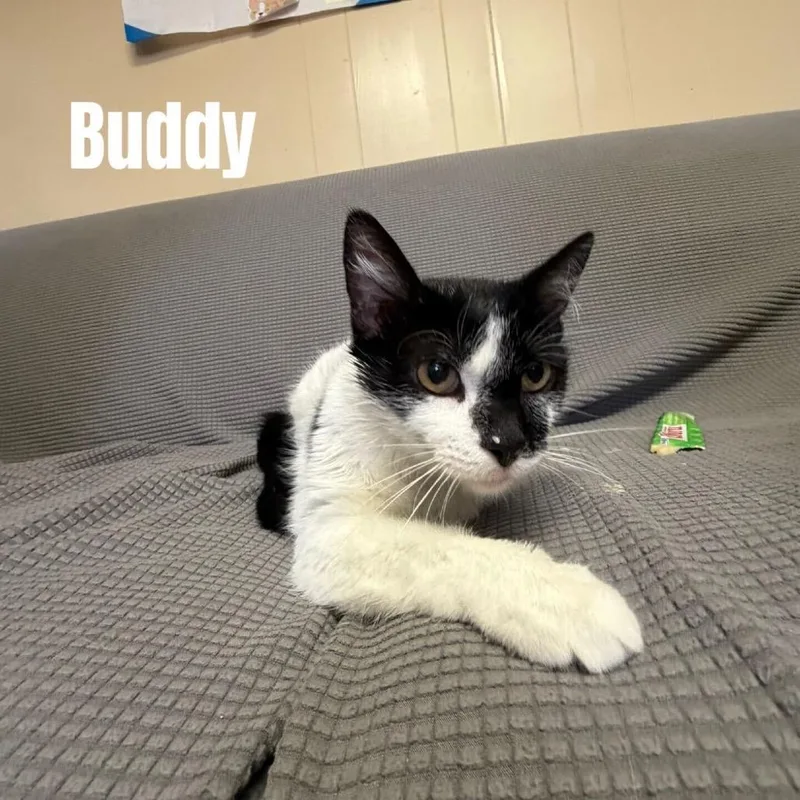 A young medium-sized male Black Domestic Short Hair cat named Buddy Meet Me At for adoption in Buffalo, MN