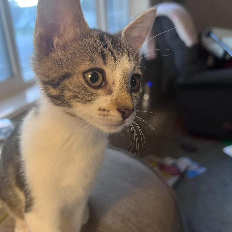 A baby medium-sized female Gray & White Domestic Short Hair cat named Jenny for adoption in Pasco, WA