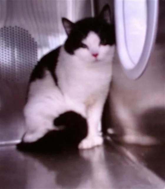 An adult medium-sized male Domestic Short Hair cat named Leaf for adoption in Albuquerque, NM