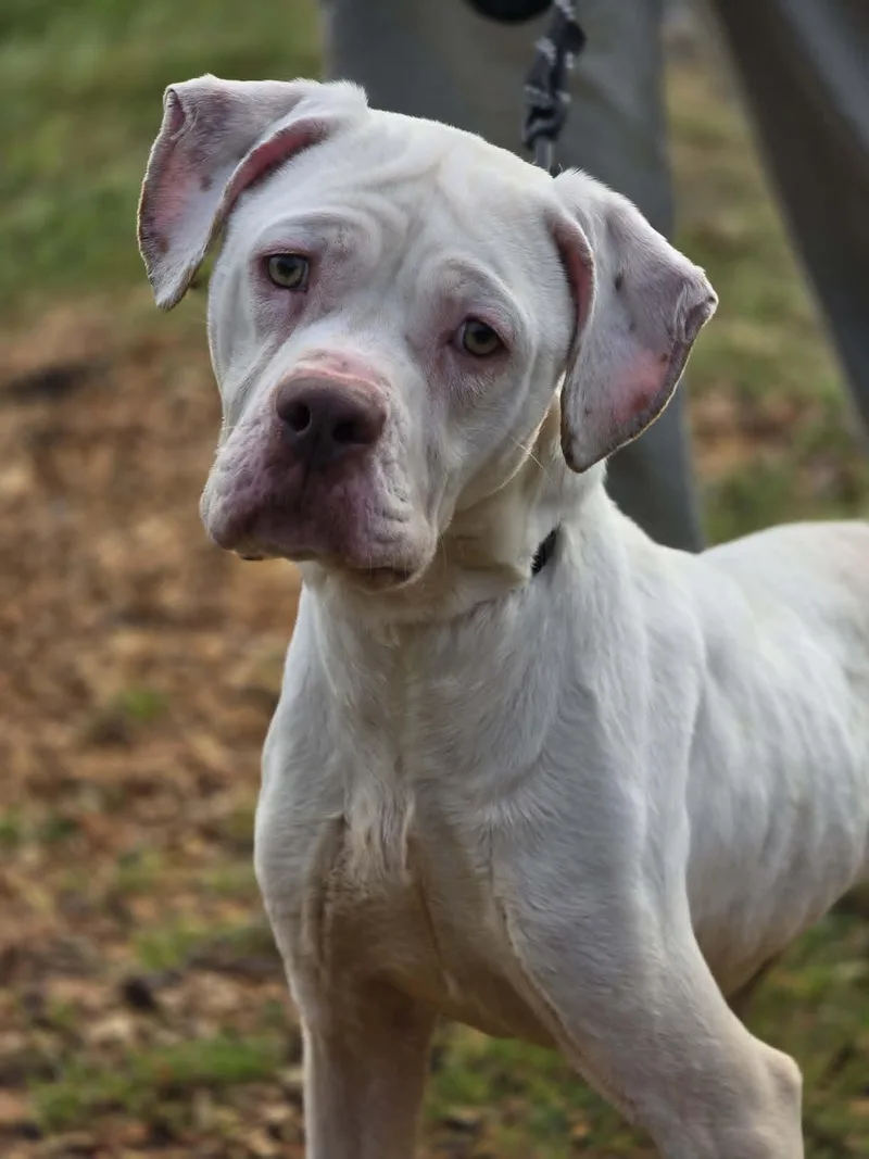A young large-sized female White / Cream Boxer dog named Snow for adoption in Grants Pass, OR
