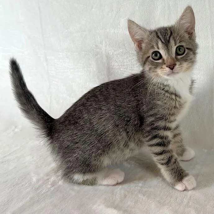 A baby small-sized male Gray / Blue / Silver Domestic Short Hair cat named Ezra for adoption in Johnson City, TN