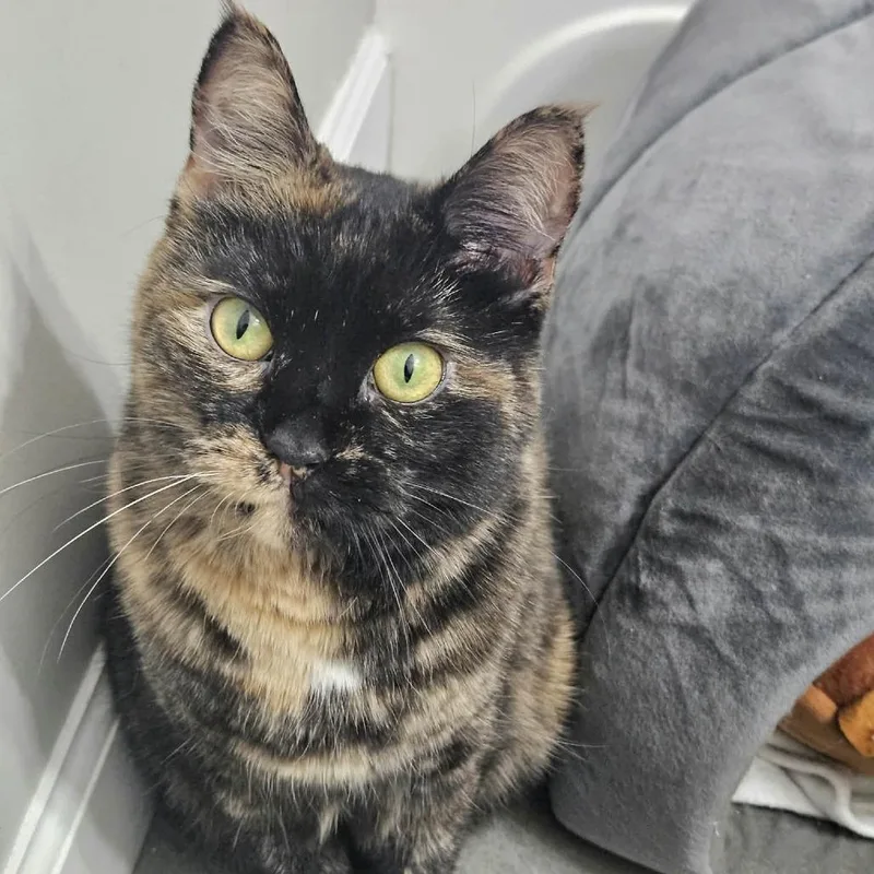 An adult medium-sized female Domestic Short Hair cat named Pebbles FC SL for adoption in Union, MO
