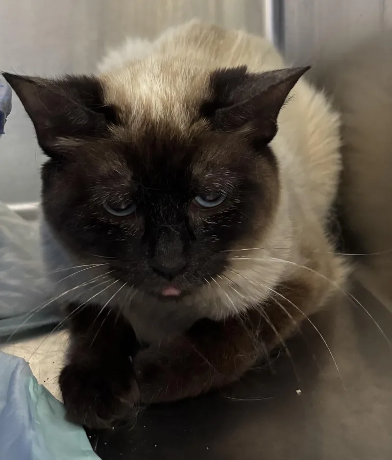 A young medium-sized female Smoke Siamese cat named Achara for adoption in Raymond, WA