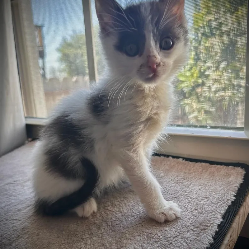 A baby small-sized female Black Domestic Medium Hair cat named Babydoll for adoption in San Pablo, CA