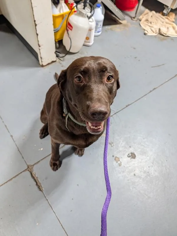 An adult large-sized female Labrador Retriever dog named Remi for adoption in Dallas, GA
