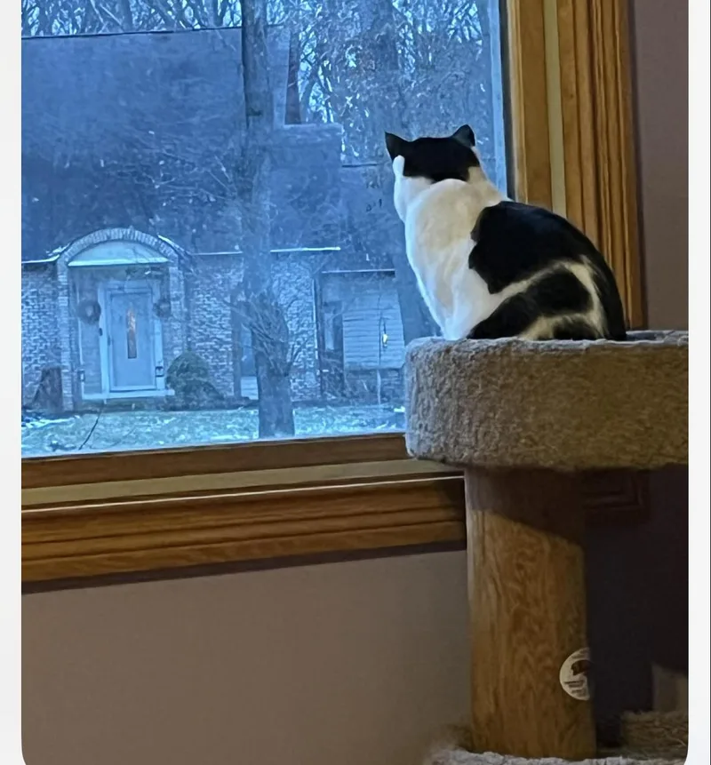 Momma Moustache thumbnail 2