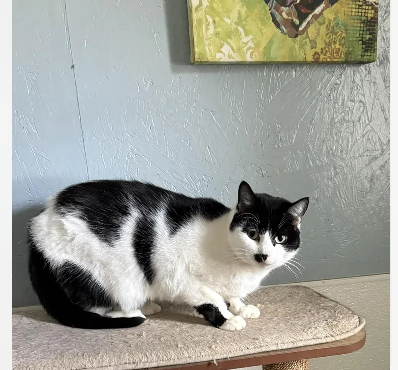 Momma Moustache thumbnail 3