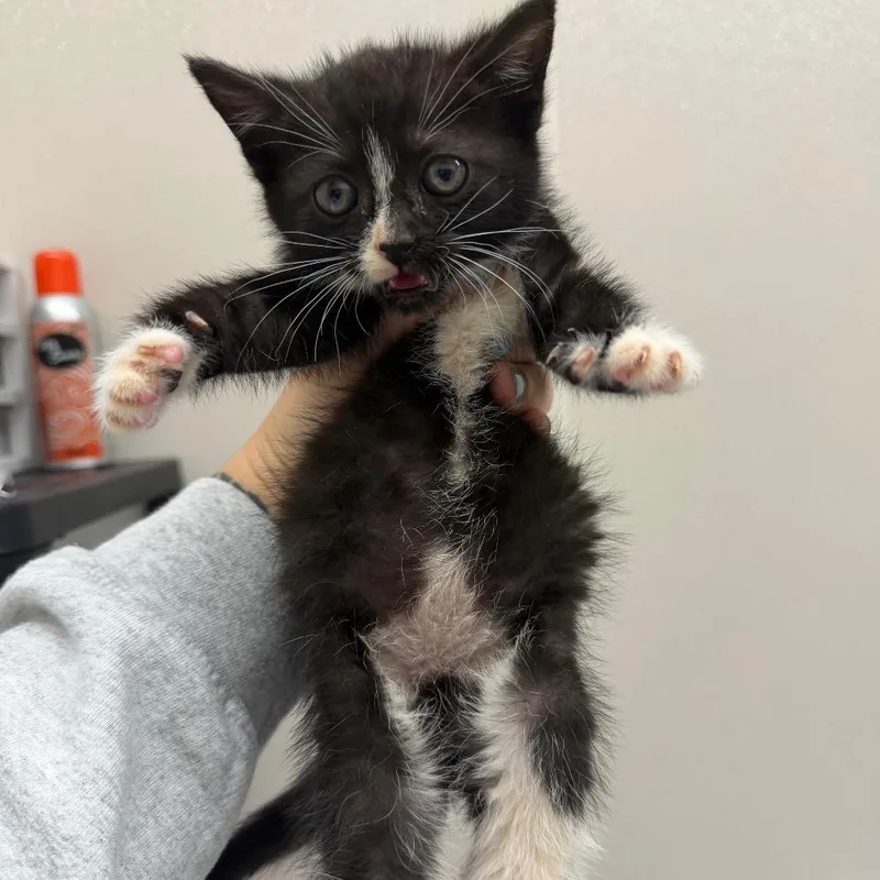 A baby small-sized female Black Domestic Short Hair cat named Carburetor for adoption in Morganton, NC