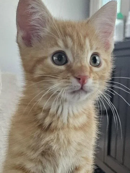 A baby small-sized male Orange & White Domestic Short Hair cat named Conan for adoption in Cookeville, TN