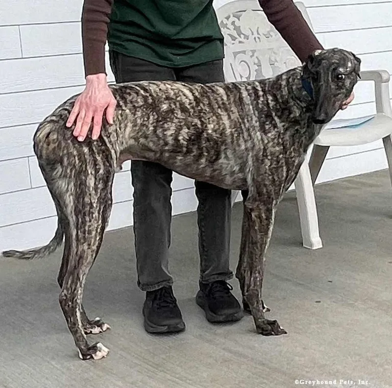 An adult large-sized male Greyhound dog named Nev for adoption in Woodinville, WA