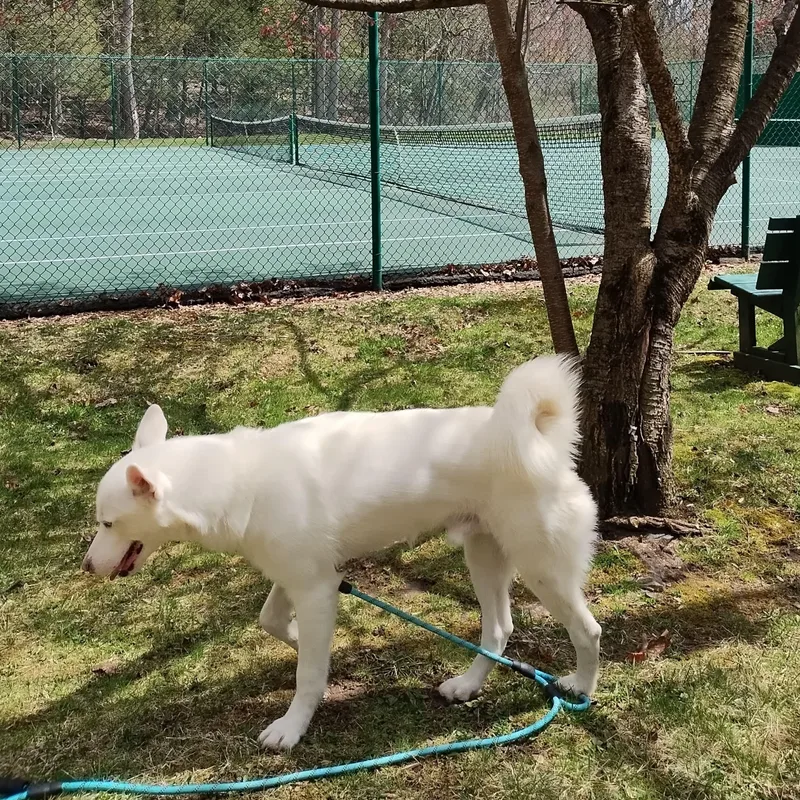 A young medium-sized male White / Cream Siberian Husky dog named Ollie for adoption in New York, NY