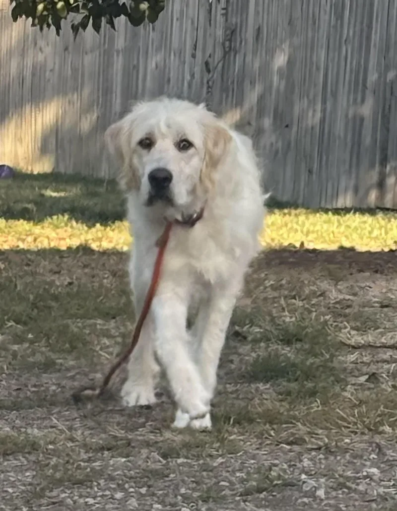 An adult large-sized male Apricot / Beige Goldendoodle dog named Milo for adoption in Lexington, KY