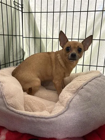 An adult small-sized female Mixed Breed dog named Luna for adoption in West Chester, PA