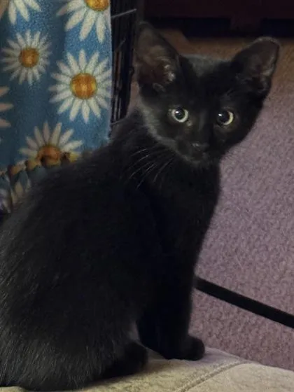 A young medium-sized female Domestic Short Hair cat named Beauty for adoption in Port Republic, MD