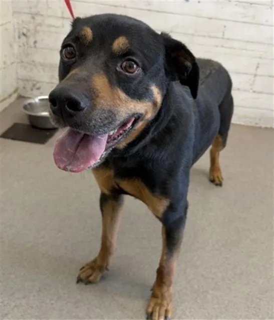 A young medium-sized male Rottweiler dog named Mator for adoption in San Bernardino, CA