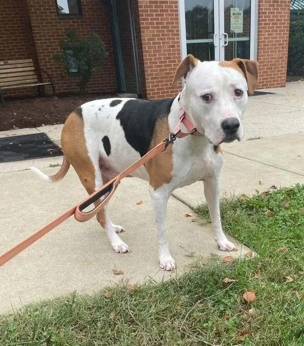 A senior large-sized male Pit Bull Terrier dog named Diesel for adoption in Millersville, MD