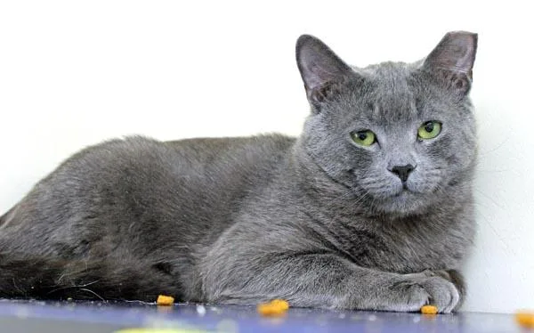 Munchkin And Hashbrown thumbnail 2