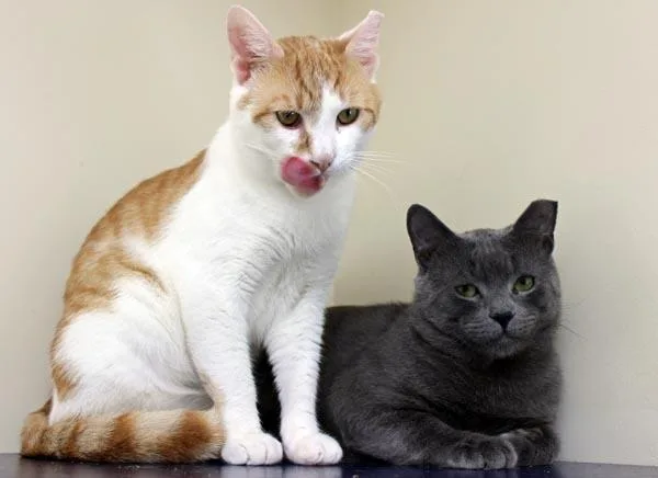 An adult medium-sized male Domestic Short Hair cat named Munchkin And Hashbrown for adoption in Mansfield, MA