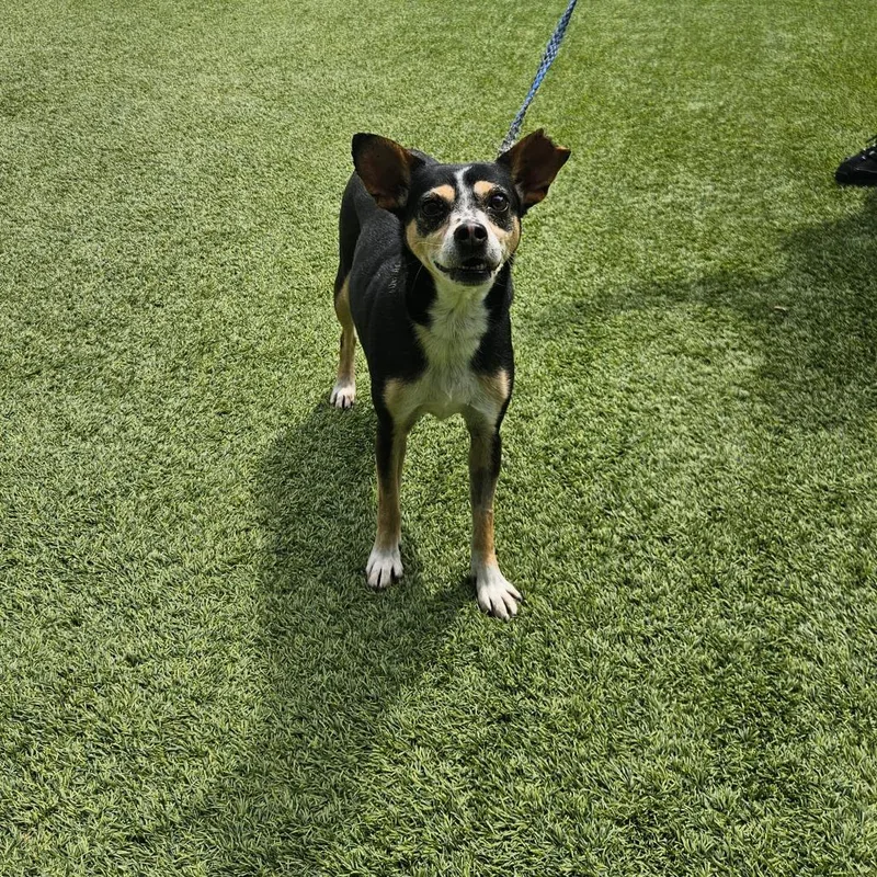 An adult small-sized female Black Chihuahua dog named Lucy for adoption in LOXAHATCHEE, FL