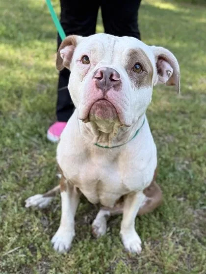 An adult medium-sized female Pit Bull Terrier dog named Brooklyn for adoption in King William, VA