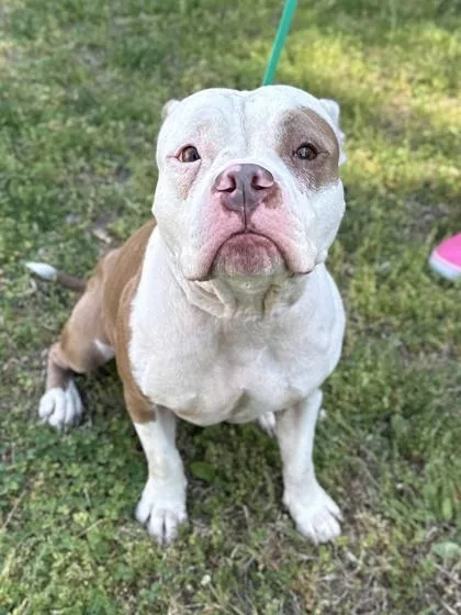 Brooklyn thumbnail 2