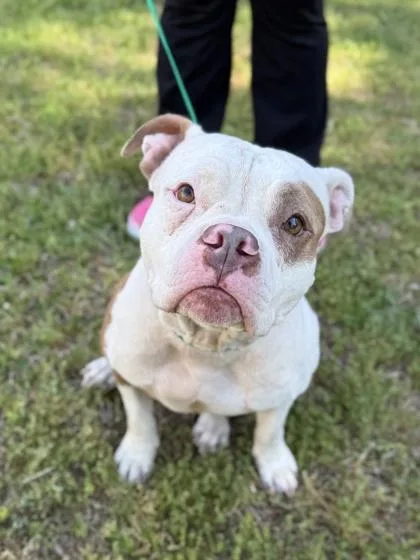 Brooklyn thumbnail 3